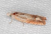Eucosma conterminana