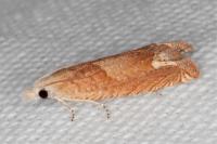 Eucosma conterminana