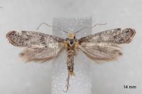 Paraswammerdamia nebulella