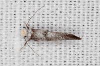 Paraswammerdamia nebulella
