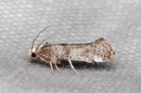 Paraswammerdamia nebulella