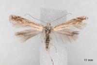 Isophrictis corsicella