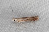 Isophrictis corsicella