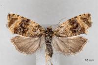 Celypha lacunana