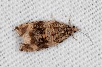Celypha lacunana