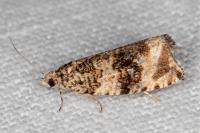 Celypha lacunana