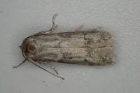 Blastobasis glandulella