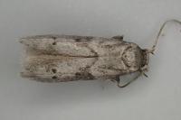 Blastobasis glandulella