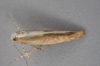 Argyresthia semitestacella