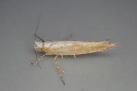 Argyresthia semitestacella