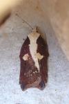 Acleris cristana