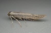 Bedellia somnulentella