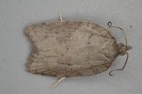 Acleris sparsana