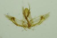 Acleris sparsana