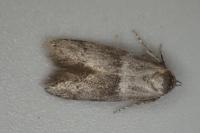 Hypatopa segnella