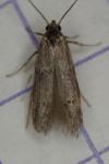 Hypatopa segnella