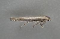 Lyonetia clerkella