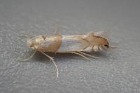 Phyllonorycter roboris