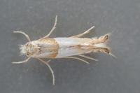 Phyllonorycter roboris