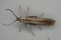 Coleophora alcyonipennella