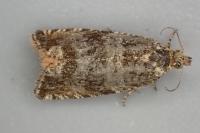 Celypha cespitana