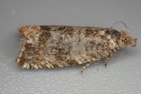Celypha cespitana