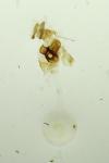 Celypha cespitana