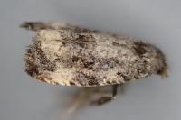 Endothenia oblongana
