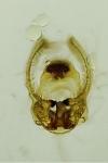 Endothenia oblongana