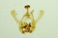 Endothenia oblongana