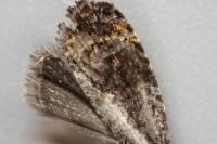 Endothenia ustulana