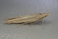 Coleophora versurella