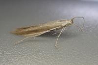Coleophora discordella