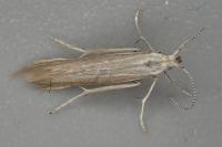 Coleophora discordella