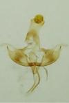 Coleophora discordella