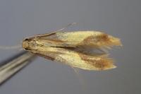Caloptilia alchimiella