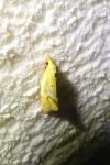 Agapeta hamana