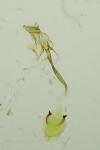 Caloptilia alchimiella