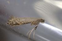 Parornix fagivora