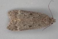 Anacampsis populella