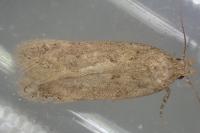 Bryotropha terrella