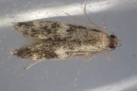 Apatema proteroclina