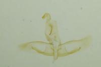 Apatema proteroclina