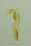 Apatema proteroclina