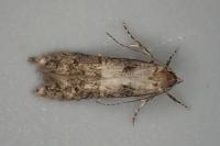 Sorhagenia janiszewskae