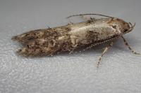 Sorhagenia janiszewskae