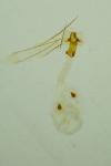 Sorhagenia janiszewskae