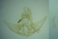 Agonopterix purpurea