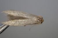 Coleophora hemerobiella
