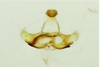 Coleophora hemerobiella